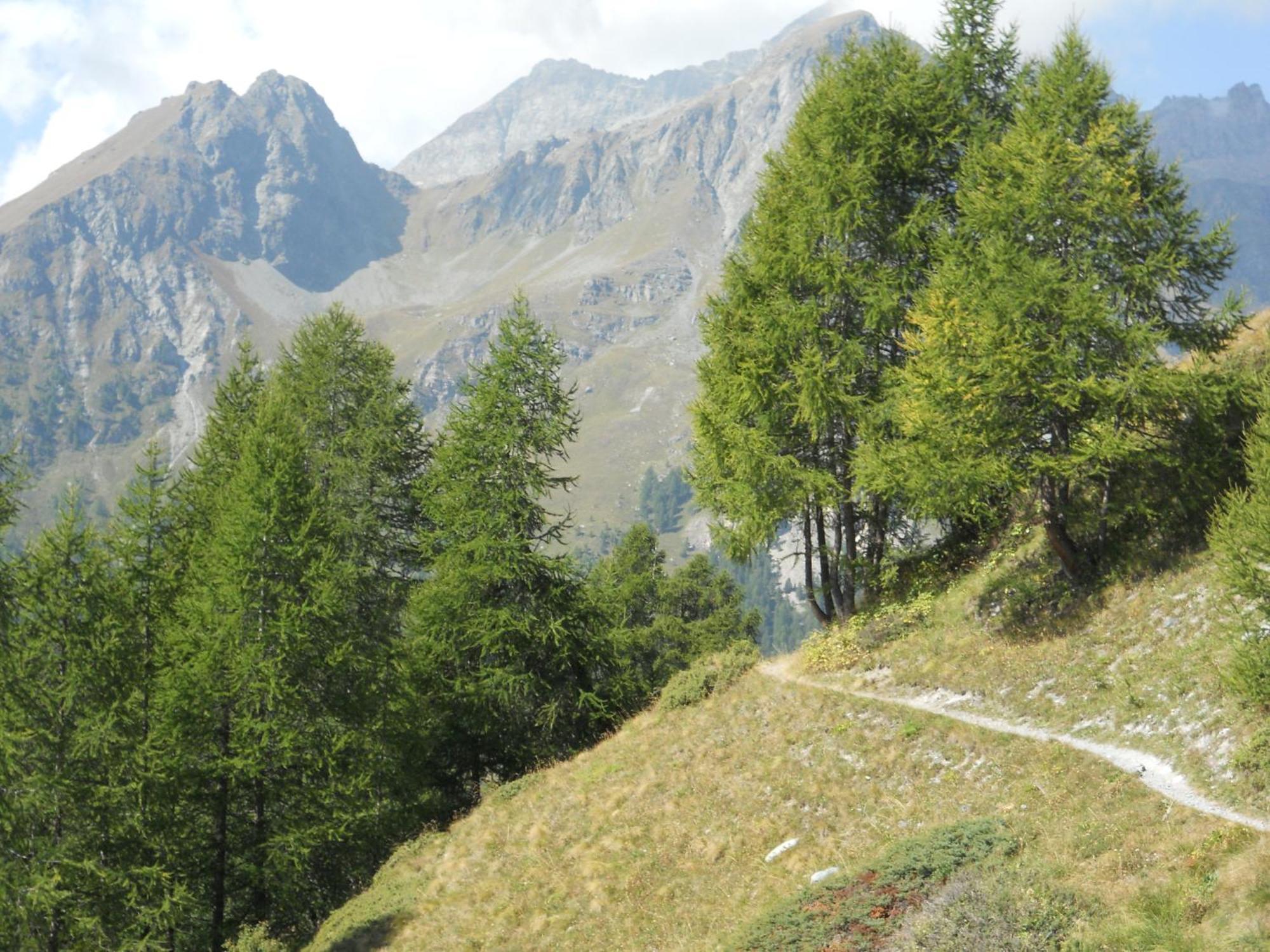 Affittacamere Petit Coeur Champoluc Exterior foto